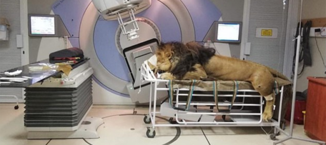 Льва лечат от рака кожи лучевой терапией